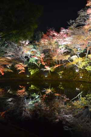 高台寺　臥龍池と紅葉ライトアップその２