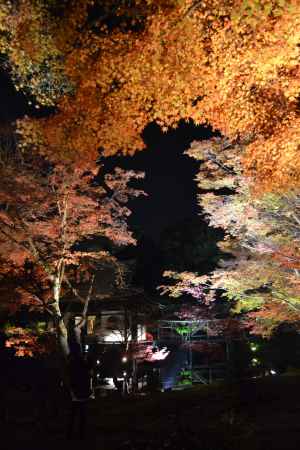 高台寺　紅葉ライトアップ