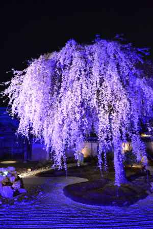 高台寺　夜桜ライトアップ