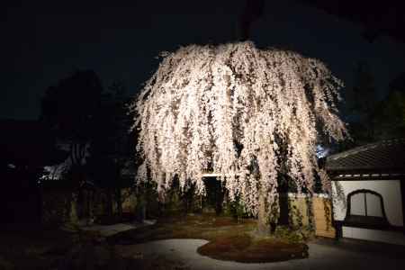 高台寺　夜桜