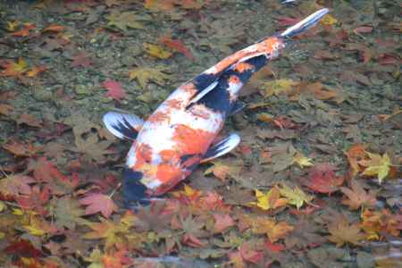 寂光院　池の紅葉と錦鯉