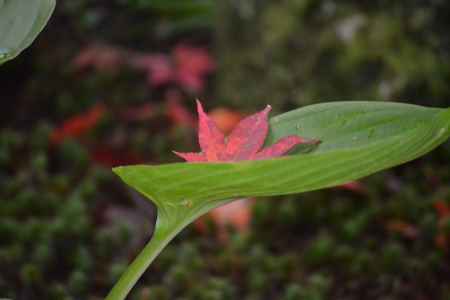 寂光院　紅葉