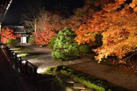 天授庵　本堂前庭　紅葉ライトアップ