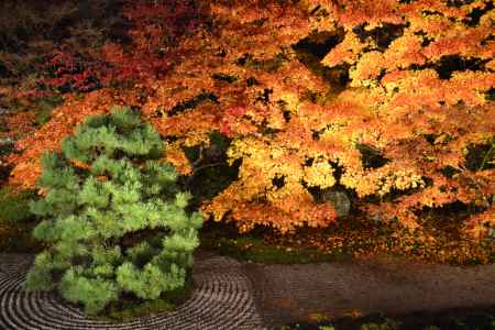 天授庵　本堂前庭　紅葉と松