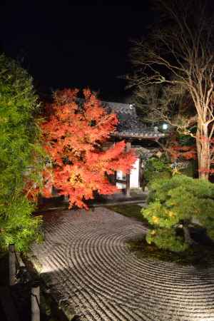 天授庵　本堂前庭　紅葉ライトアップその２