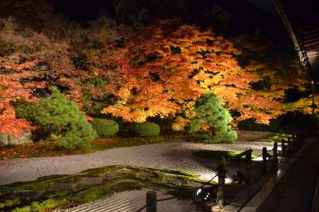 天授庵　本堂前庭　紅葉ライトアップその３