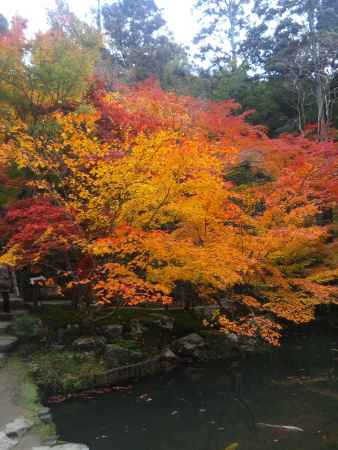 天授庵　書院南庭　紅葉その３