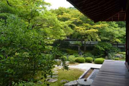 泉涌寺　御座所庭園　青もみじ