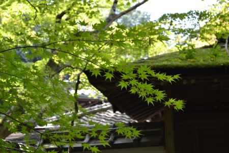 高桐院　青もみじ