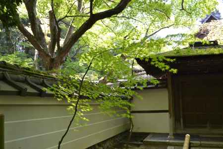 高桐院　塀と青もみじ