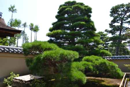 瑞峯院　松