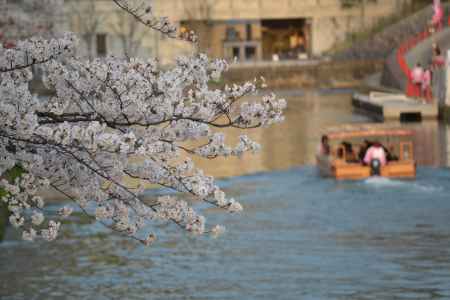 岡崎疏水の桜