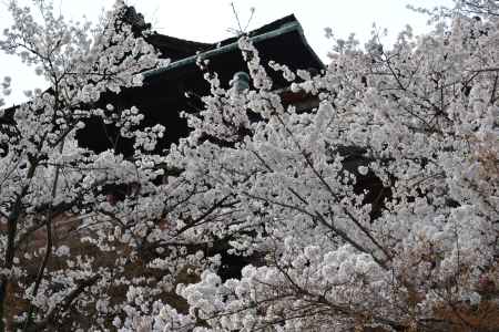 清水寺　舞台下の桜