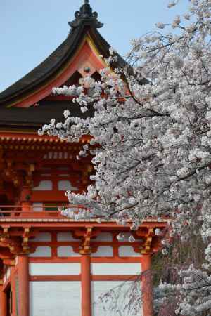 清水寺　仁王門と桜