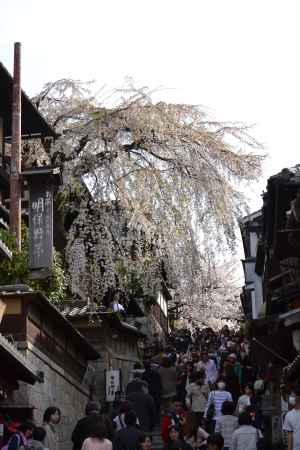 産寧坂の桜