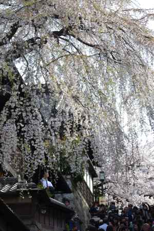 産寧坂にふりそそぐ桜