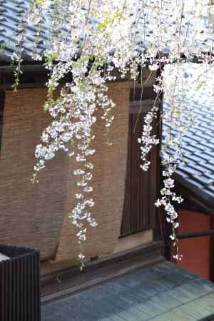 町家と桜