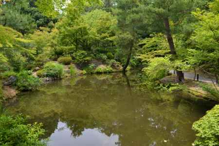 等持院　心字池と青もみじ