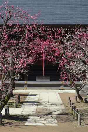 北野天満宮　梅のアーチ