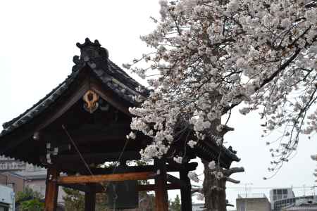 本隆寺　鐘楼と桜