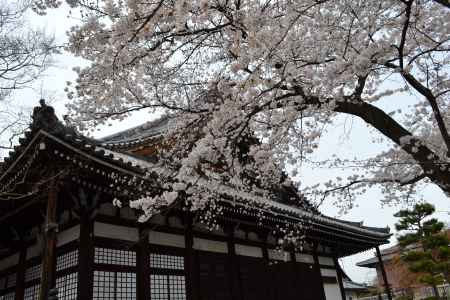 本隆寺　本堂と桜