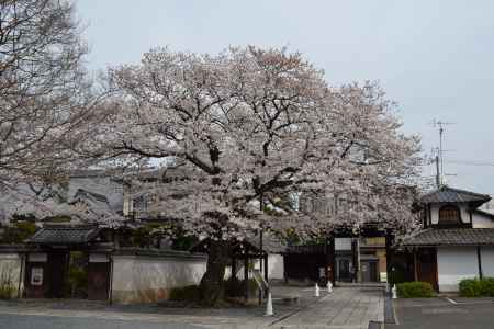 本隆寺　桜