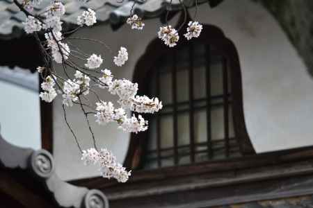 本隆寺　火灯窓と桜