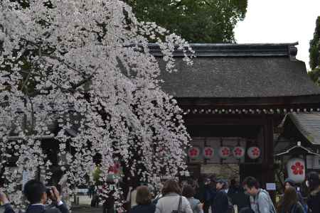 平野神社　春の賑わい