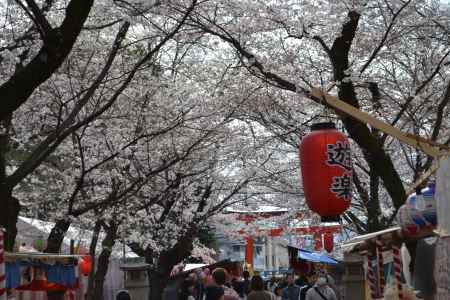 平野神社　春の賑わいその２