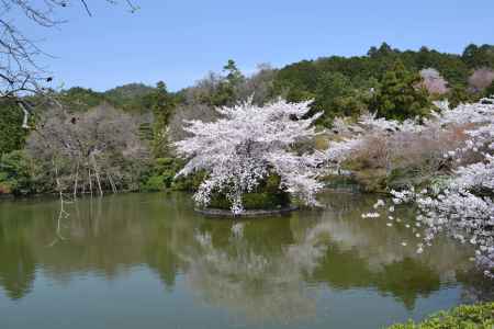 龍安寺　鏡容池の桜