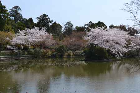 龍安寺　鏡容池の桜その２