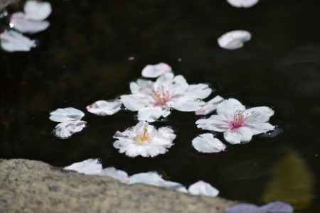 上品蓮台寺　手水舎に浮かぶ桜