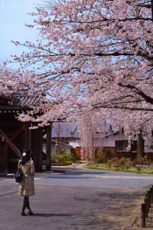 本満寺　桜を見つめる…