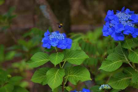 紫陽花の誘惑…