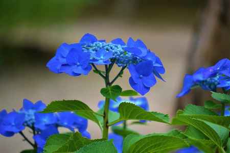 凛と…　勧修寺の紫陽花