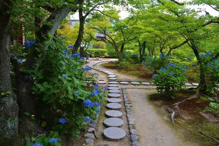 紫陽花の小径