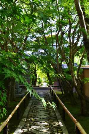 緑の参道　光悦寺