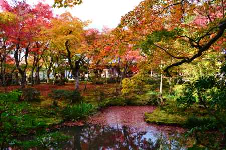 紅葉で染まる池