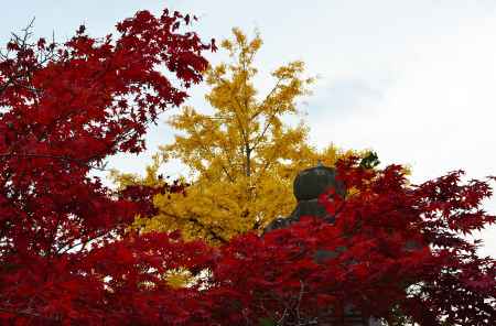 紅葉と銀杏