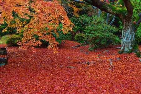 敷き紅葉　青蓮院