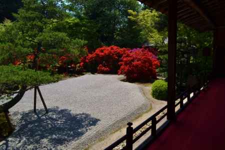 春の紅　曼殊院