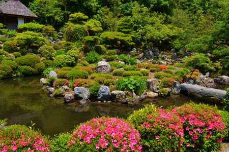 芙蓉池とさつき