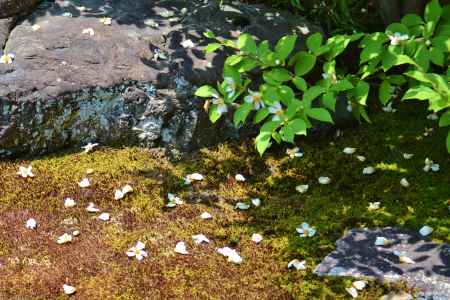 沙羅の花を愛でる会　東林院