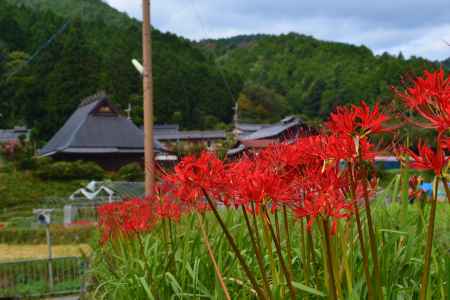 大原のお彼岸