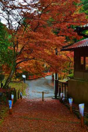 紅葉のトンネルと絨毯　神護寺　参道