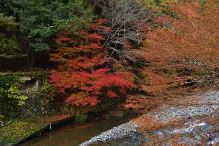 清滝の紅葉