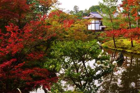 紅葉と山茶花