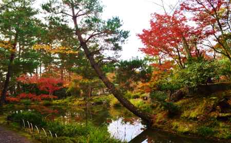 紅葉と松