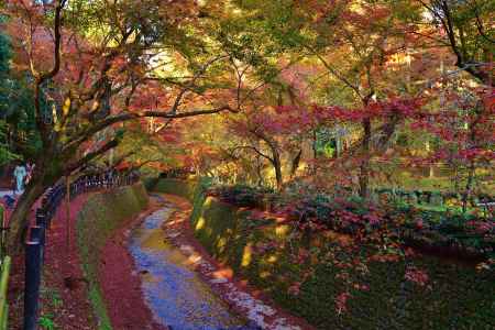 御土居の紅葉