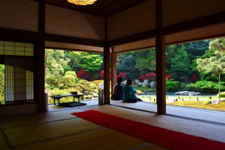 晩春の青蓮院　霧島つつじ